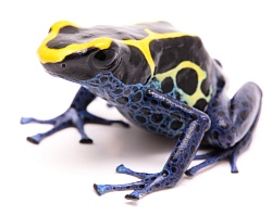 Пятнистый древолаз (Dendrobates tinctorius "Nominat")