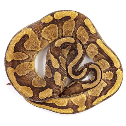 ПОД ЗАКАЗ: Королевский питон Python regius (Enchi Copper) от магазина ExoLife