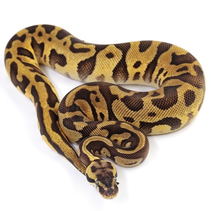 ПОД ЗАКАЗ: Королевский питон Python regius (Enchi Pastel Leopard) от магазина ExoLife