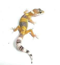 Эублефар Hypo Tangerine Tremper Albino