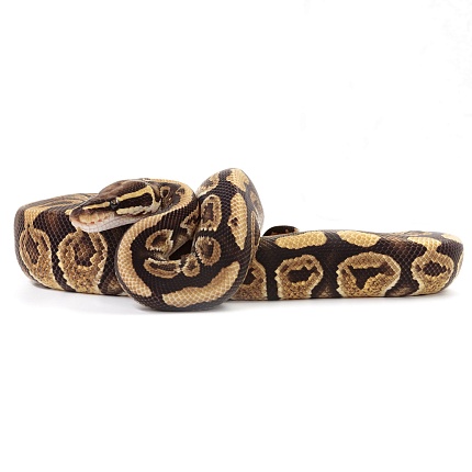 ПОД ЗАКАЗ: Королевский питон Python regius (Trick) от магазина ExoLife
