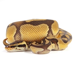 ПОД ЗАКАЗ: Королевский питон Python regius (Enchi Pastel Vanilla)