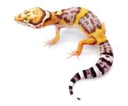 Эублефар Temper Albino