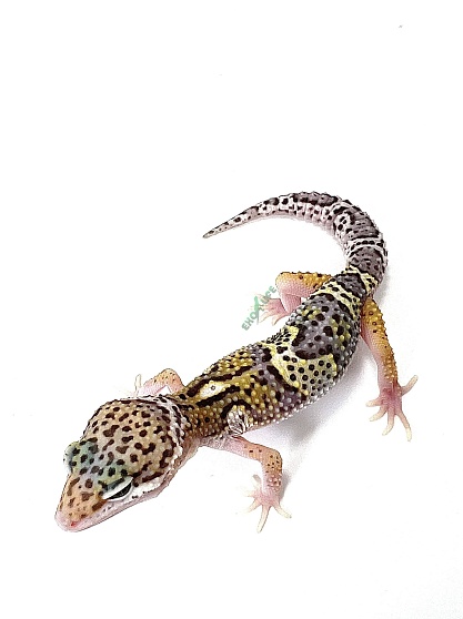 Эублефар Mack Snow Het Tangerine Tremper Albino Eclipse от магазина ExoLife