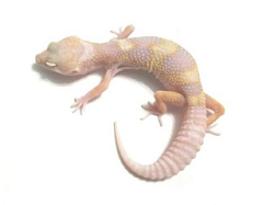 Эублефар Rainwater Albino