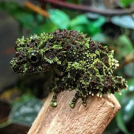 Вьетнамская моховая лягушка (Theloderma corticale) от магазина ExoLife