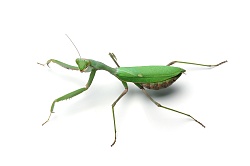 Африканский древесный богомол (Sphodromantis viridis)