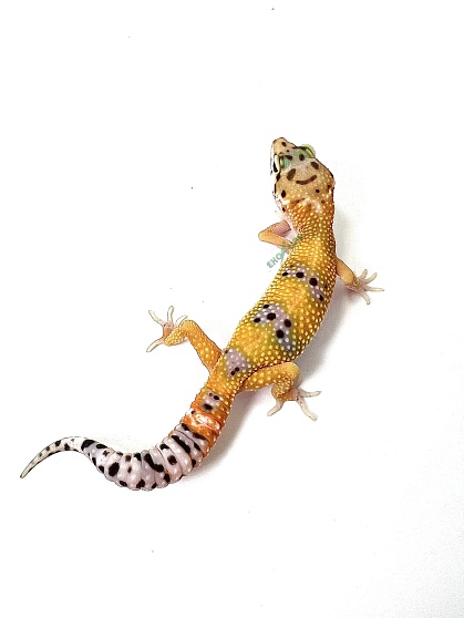 Эублефар Hypo Tangerine Carrot Tail от магазина ExoLife
