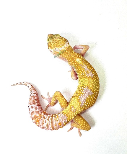 Эублефар Tangerine Tremper Albino Enigma Het Eclipse от магазина ExoLife