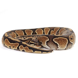 ПОД ЗАКАЗ: Королевский питон Python regius (Special)