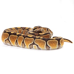 ПОД ЗАКАЗ: Королевский питон Python regius (Enchi Special poss NR Mandarin)