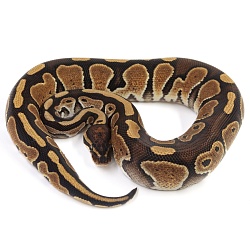 ПОД ЗАКАЗ: Королевский питон Python regius (Special)