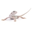 ПОД ЗАКАЗ: Бородатая агама "Zero Translucent" (Pogona vitticeps)