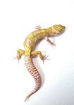Эублефар Tangerine Tremper Albino Enigma Het Eclipse