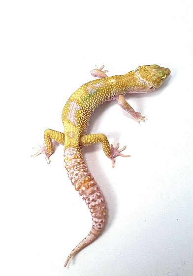 Эублефар Tangerine Tremper Albino Enigma Het Eclipse от магазина ExoLife