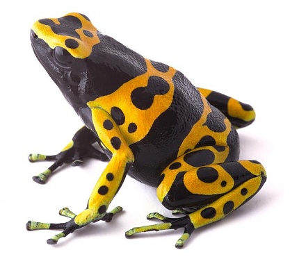 Священный древолаз (Dendrobates leucomelas) от магазина ExoLife