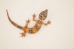 Эублефар Hypo Tangerine het Tremper Albino