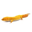 Эублефар Sunglow Tremper Albino