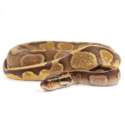 ПОД ЗАКАЗ: Королевский питон Python regius (Enchi Copper) от магазина ExoLife