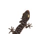 Геккон токи (Gekko gekko)
