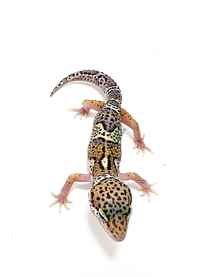 Эублефар Mack Snow Het Tangerine Tremper Albino Eclipse от магазина ExoLife