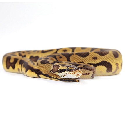 ПОД ЗАКАЗ: Королевский питон Python regius (Enchi Pastel Leopard) от магазина ExoLife