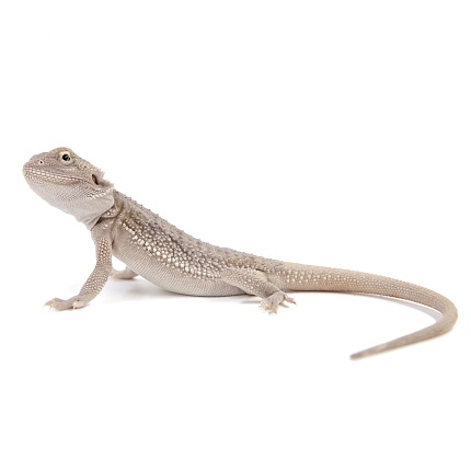 ПОД ЗАКАЗ: Бородатая агама "Hypo Zero" (Pogona vitticeps) от магазина ExoLife