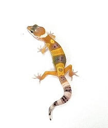 Эублефар Hypo Tangerine Tremper Albino