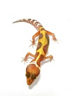 Эублефар Sunglow Stripe Het Eclipse