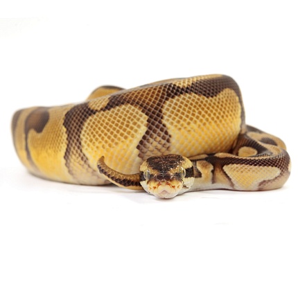 ПОД ЗАКАЗ: Королевский питон Python regius (Enchi Pastel Vanilla) от магазина ExoLife