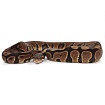 ПОД ЗАКАЗ: Королевский питон Python regius (Gravel)
