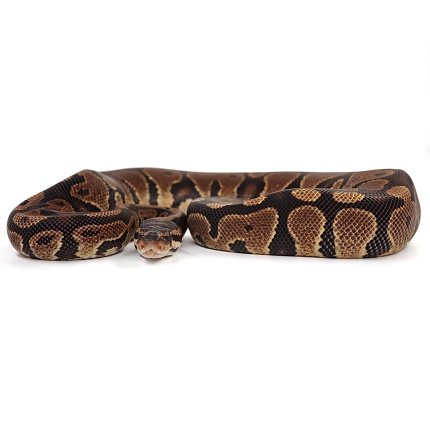 ПОД ЗАКАЗ: Королевский питон Python regius (Gravel) от магазина ExoLife