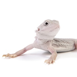 ПОД ЗАКАЗ: Бородатая агама "Zero Translucent" (Pogona vitticeps)