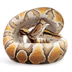 ПОД ЗАКАЗ: Королевский питон Python regius (Enchi Special poss NR Mandarin)