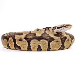 ПОД ЗАКАЗ: Королевский питон Python regius (Enchi Pastel Gravel)