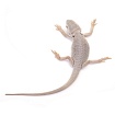 ПОД ЗАКАЗ: Бородатая агама "Zero Translucent" (Pogona vitticeps)