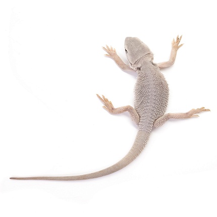 ПОД ЗАКАЗ: Бородатая агама "Zero Translucent" (Pogona vitticeps) от магазина ExoLife