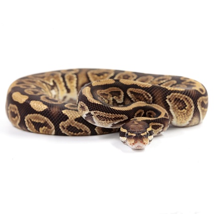 ПОД ЗАКАЗ: Королевский питон Python regius (Trick) от магазина ExoLife