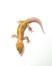 Эублефар Tangerine Tremper Albino Enigma