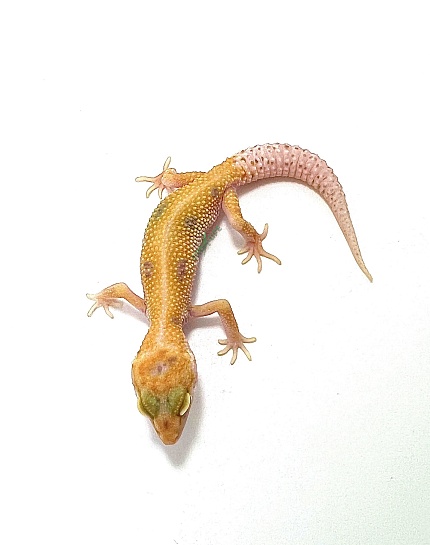 Эублефар Tangerine Tremper Albino Enigma от магазина ExoLife