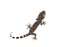 Геккон токи (Gekko gekko)