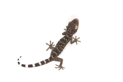 Геккон токи (Gekko gekko) от магазина ExoLife