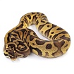 ПОД ЗАКАЗ: Королевский питон Python regius (Enchi Pastel Leopard)
