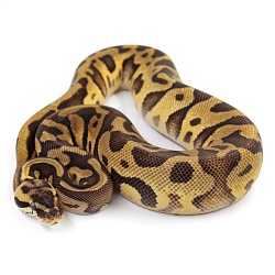 ПОД ЗАКАЗ: Королевский питон Python regius (Enchi Pastel Leopard)