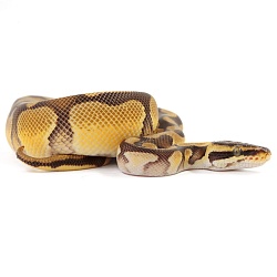 ПОД ЗАКАЗ: Королевский питон Python regius (Enchi Pastel Vanilla)