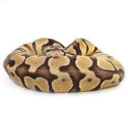 ПОД ЗАКАЗ: Королевский питон Python regius (Enchi Pastel Gravel)