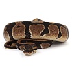 ПОД ЗАКАЗ: Королевский питон Python regius (Gravel)