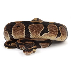 ПОД ЗАКАЗ: Королевский питон Python regius (Gravel)