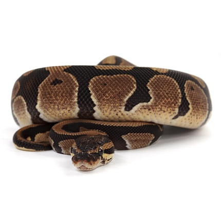 ПОД ЗАКАЗ: Королевский питон Python regius (Gravel) от магазина ExoLife
