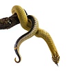 Свиноносый уж "Heterodon nasicus" (морфа Super Anaconda)